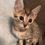 Athena, Mau, Bronze, Female, DOB 4-18-19