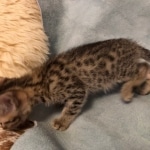 Athena, Mau, Bronze, Female, DOB 4-18-19