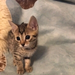 Athena, Mau, Bronze, Female, DOB 4-18-19