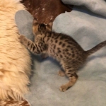 Athena, Mau, Bronze, Female, DOB 4-18-19