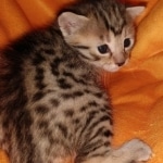 Athena, Mau, Bronze, Female, DOB 4-18-19