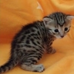 Athena, Mau, Bronze, Female, DOB 4-18-19