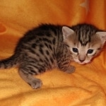 Athena, Mau, Bronze, Female, DOB 4-18-19