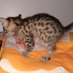 Athena, Mau, Bronze, Female, DOB 4-18-19