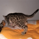 Athena, Mau, Bronze, Female, DOB 4-18-19