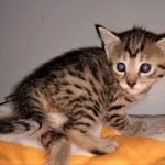 Athena, Mau, Bronze, Female, DOB 4-18-19