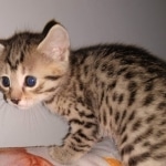 Athena, Mau, Bronze, Female, DOB 4-18-19