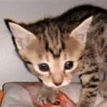 Athena, Mau, Bronze, Female, DOB 4-18-19