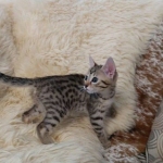 Athena, Mau, Bronze, Female, DOB 4-18-19