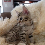 Athena, Mau, Bronze, Female, DOB 4-18-19