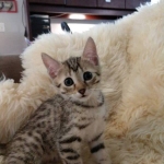 Athena, Mau, Bronze, Female, DOB 4-18-19