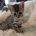 Athena, Mau, Bronze, Female, DOB 4-18-19