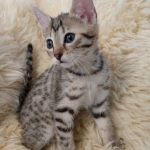 Athena, Mau, Bronze, Female, DOB 4-18-19