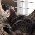 Athena, Mau, Bronze, Female, DOB 4-18-19