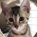 Athena, Mau, Bronze, Female, DOB 4-18-19