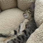 Athena, Mau, Bronze, Female, DOB 4-18-19