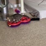 Athena, Mau, Bronze, Female, DOB 4-18-19