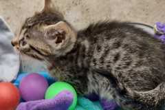 Nefertari Egyptian Mau Bronze female DOB 7-26-22