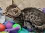 Nefertari Egyptian Mau Bronze female DOB 7-26-22