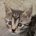 Nefertiri Mau Female Bronze DOB 7-26-22