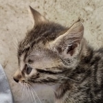 Nefertiri Mau Female Bronze DOB 7-26-22