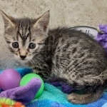 Nefertiri Mau Female Bronze DOB 7-26-22