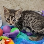 Nefertiri Mau Female Bronze DOB 7-26-22