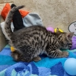 Nefertiri Mau Female Bronze DOB 7-26-22