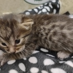 Mau Female Bronze DOB 7-26-22