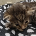 Mau Female Bronze DOB 7-26-22