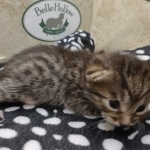 Mau Female Bronze DOB 7-26-22