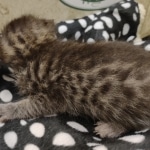 Mau Female Bronze DOB 7-26-22