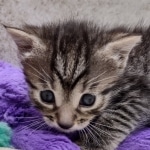 Mau Female Bronze DOB 7-26-22