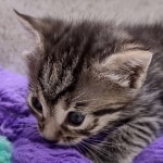 Mau Female Bronze DOB 7-26-22