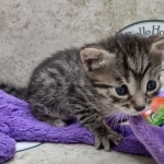 Mau Female Bronze DOB 7-26-22