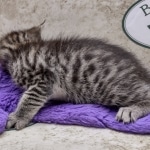 Mau Female Bronze DOB 7-26-22
