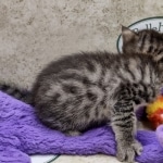 Mau Female Bronze DOB 7-26-22