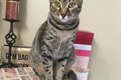 Stella Egyptian Mau Bronze Female DOB 9-27-15