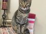 Stella Egyptian Mau Bronze Female DOB 9-27-15