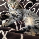 Stella, Egyptian Mau, Bronze Female DOB 9-27-15