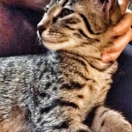 Stella, Egyptian Mau, Bronze Female DOB 9-27-15