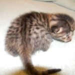 Egyptian Mau, Bronze Female DOB 9-27-15