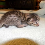 Egyptian Mau, Bronze Female DOB 9-27-15