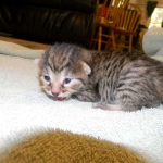 Egyptian Mau, Bronze Female DOB 9-27-15