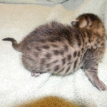 Egyptian Mau, Bronze Female DOB 9-27-15