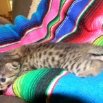 Egyptian Mau, Bronze Female DOB 9-27-15