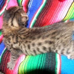 Egyptian Mau, Bronze Female DOB 9-27-15