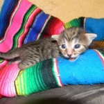 Egyptian Mau, Bronze Female DOB 9-27-15