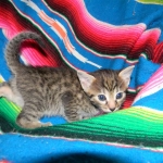 Egyptian Mau, Bronze Female DOB 9-27-15