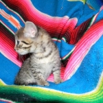 Egyptian Mau, Bronze Female DOB 9-27-15